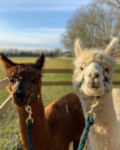 alpacas at quex park