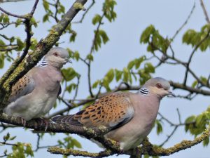 two turtle doves in a tree