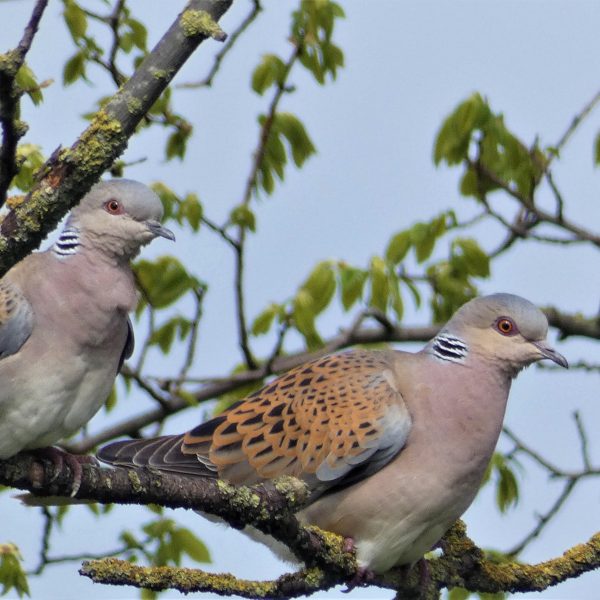 two turtle doves in a tree