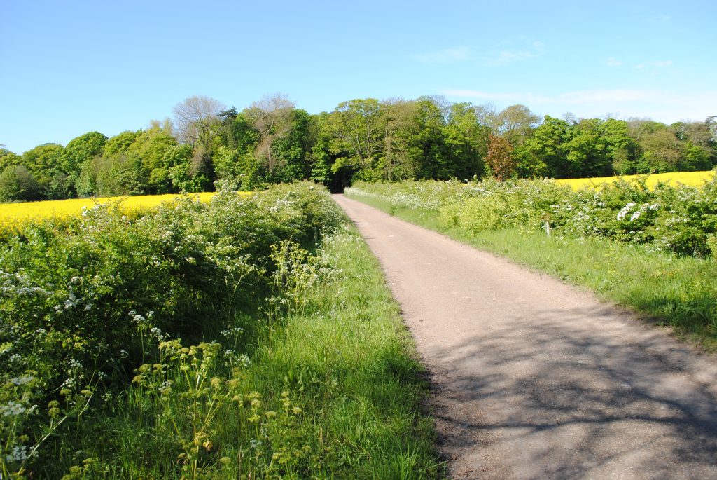 Field margins at Quex Park