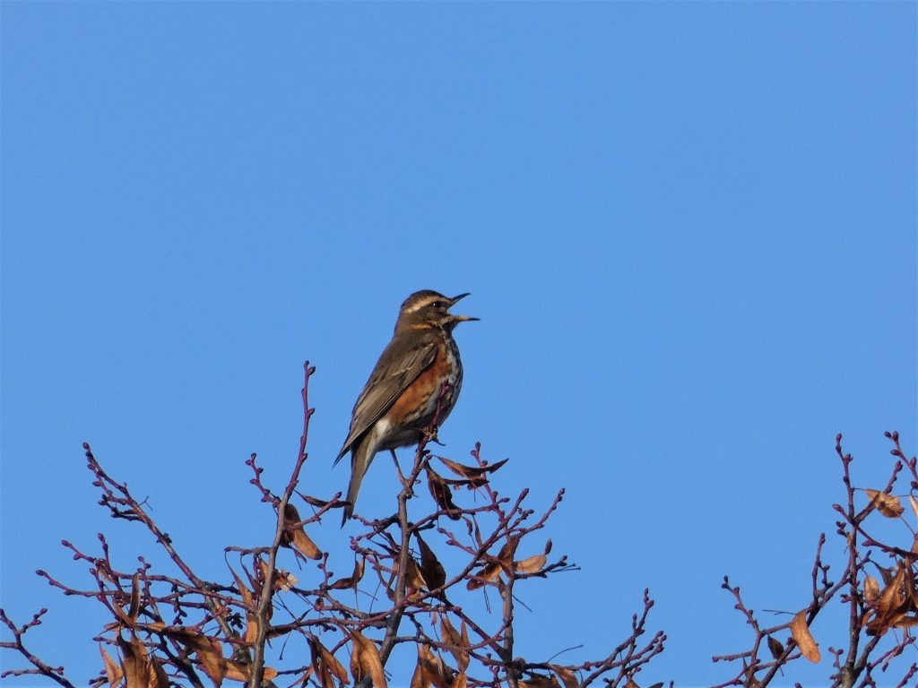 bird singing