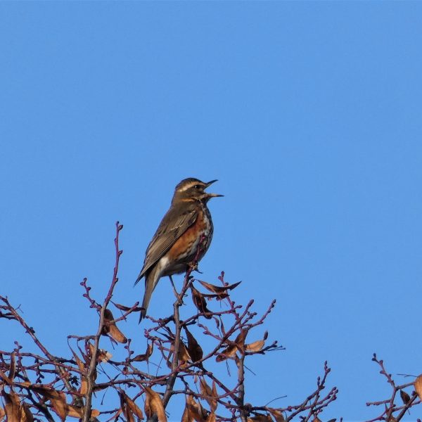 bird singing