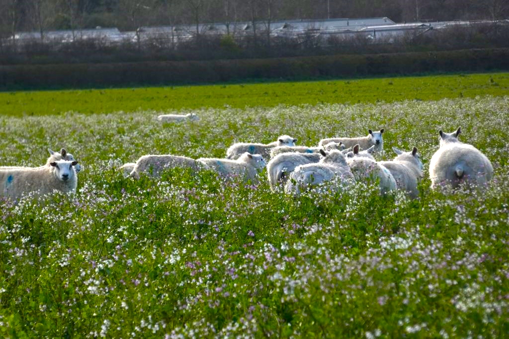 sheep in field